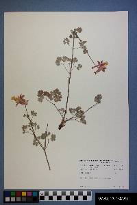 Aquilegia desertorum image